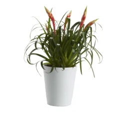 Bromeliad In 12cm White Ceramic Decorative Pot -Deals Good Garden Tool Store bromeliad in 12cm white ceramic decorative pot3663602463450 21c bq