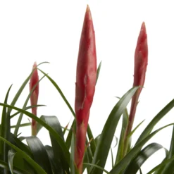 Bromeliad In 12cm White Ceramic Decorative Pot -Deals Good Garden Tool Store bromeliad in 12cm white ceramic decorative pot3663602463450 36c bq