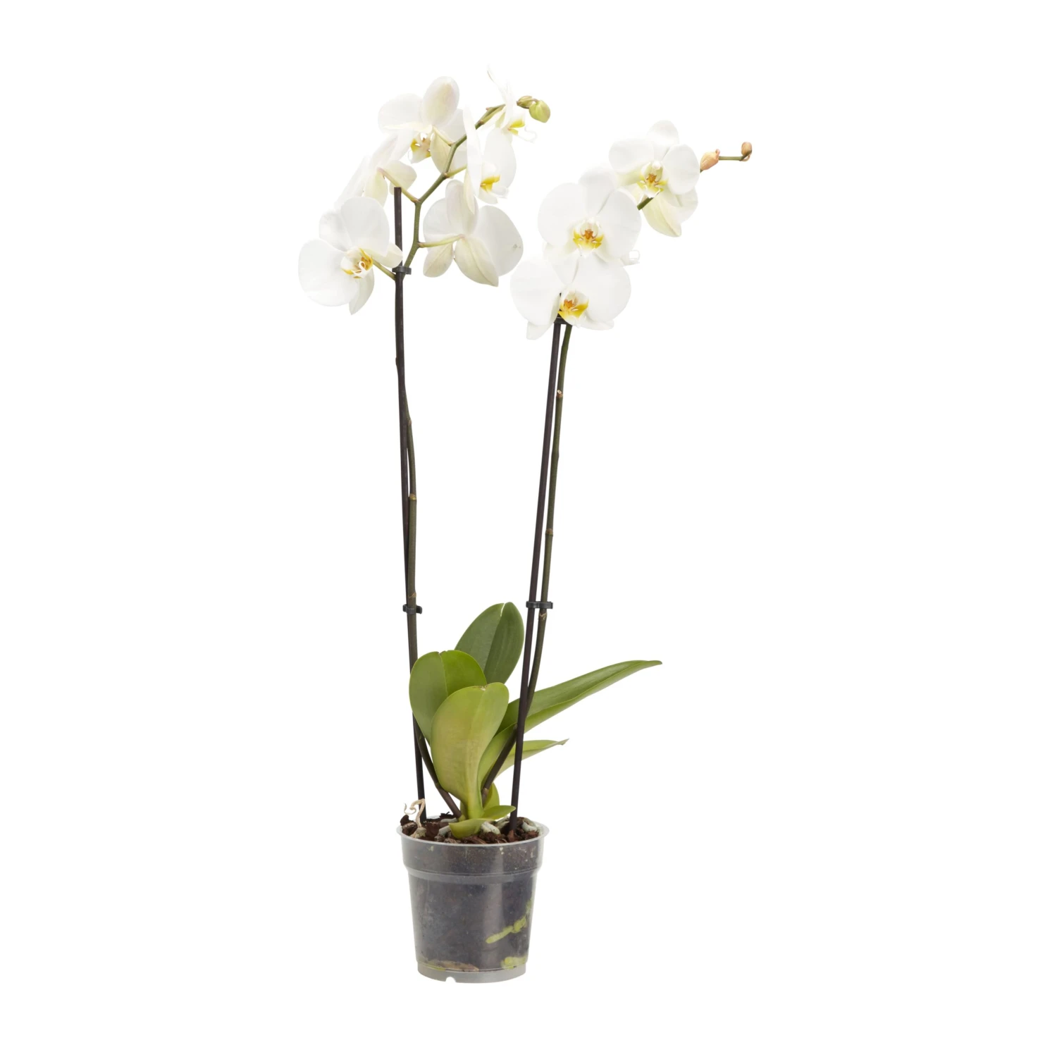 Double Stem Moth Orchid In 12cm Clear Plastic Grow Pot 1 Double Stem Moth Orchid In 12cm Clear Plastic Grow Pot