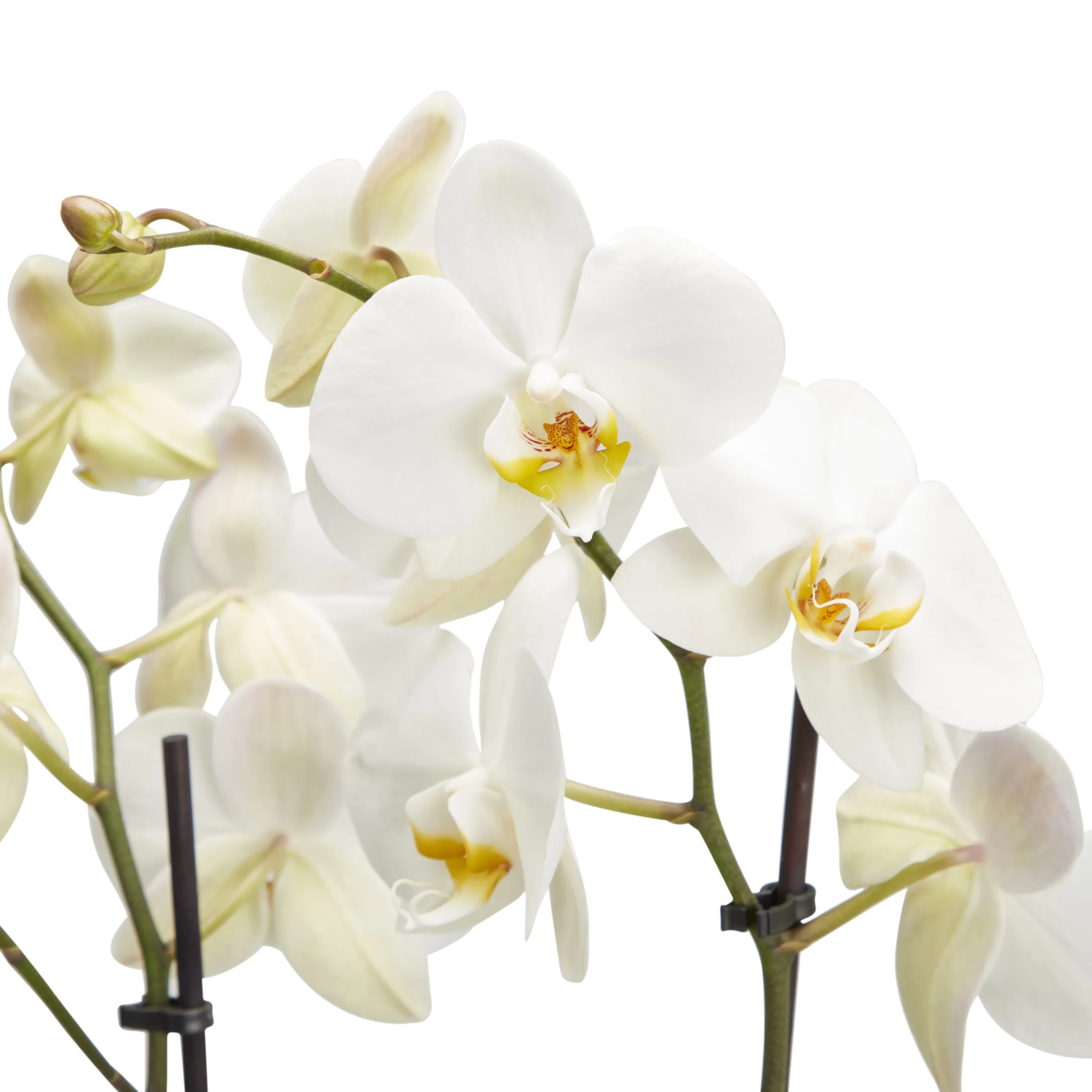 Double Stem Moth Orchid In 12cm Clear Plastic Grow Pot 3 Double Stem Moth Orchid In 12cm Clear Plastic Grow Pot - Image 3