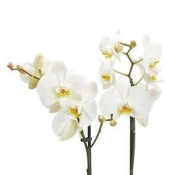 Double Stem Moth Orchid In 12cm Clear Plastic Grow Pot 9 Double Stem Moth Orchid In 12cm Clear Plastic Grow Pot -Deals Good Garden Tool Store double stem moth orchid in 12cm clear plastic grow pot3663602462873 37c bq