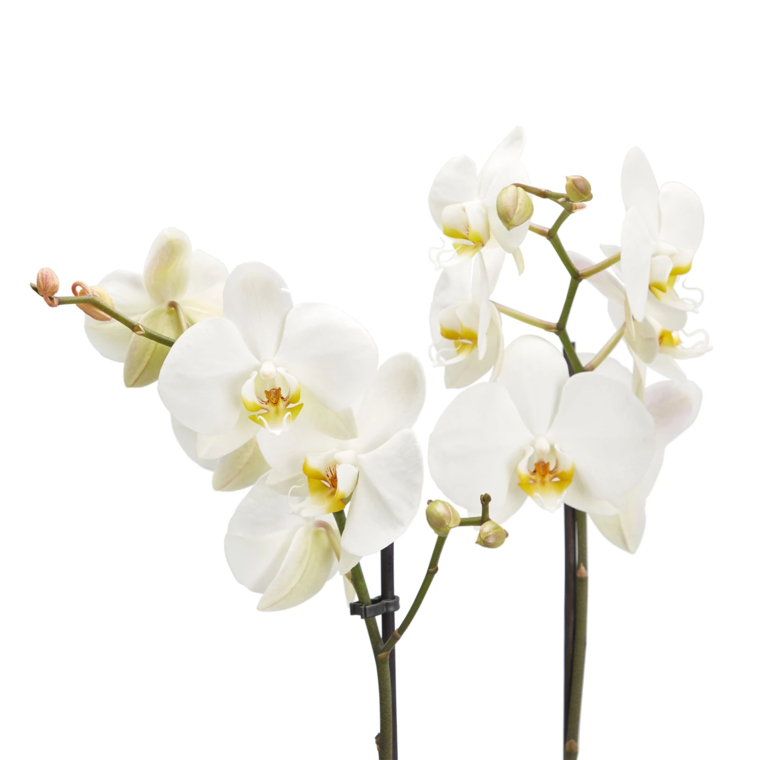 Double Stem Moth Orchid In 12cm Clear Plastic Grow Pot 4 Double Stem Moth Orchid In 12cm Clear Plastic Grow Pot - Image 4