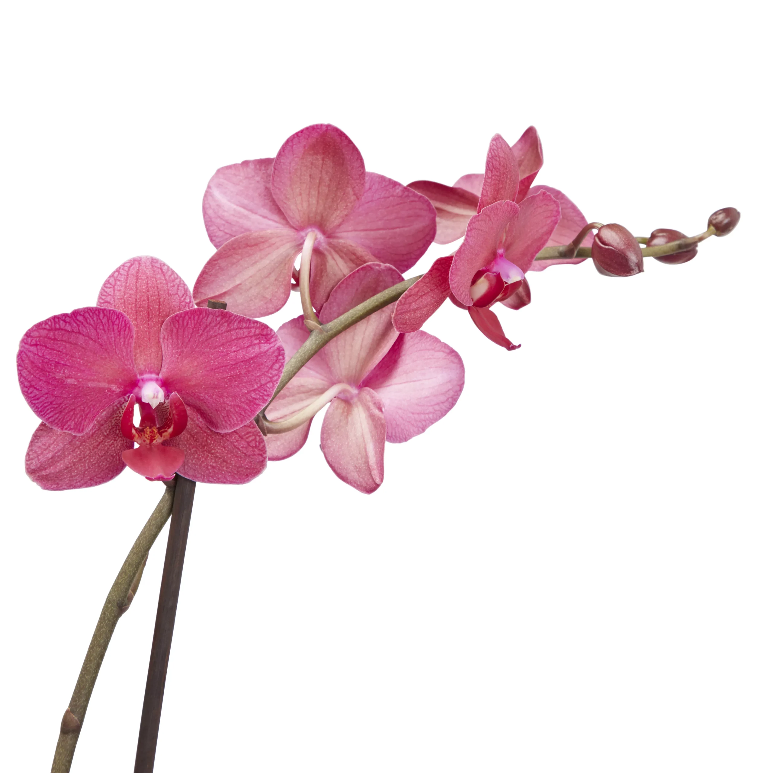 Double Stem Moth Orchid In 12cm Clear Plastic Grow Pot 5 Double Stem Moth Orchid In 12cm Clear Plastic Grow Pot - Image 5