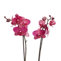 Double Stem Moth Orchid In 12cm Clear Plastic Grow Pot 11 Double Stem Moth Orchid In 12cm Clear Plastic Grow Pot -Deals Good Garden Tool Store double stem moth orchid in 12cm clear plastic grow pot3663602462873 39c bq