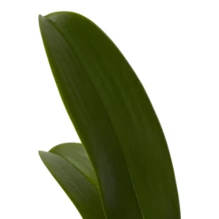 Double Stem Orchid In 12cm Assorted Ceramic Decorative Pot -Deals Good Garden Tool Store double stem orchid in 12cm assorted ceramic decorative pot3663602462934 21c