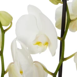 Double Stem Orchid In 12cm Assorted Ceramic Decorative Pot -Deals Good Garden Tool Store double stem orchid in 12cm assorted ceramic decorative pot3663602462934 22c