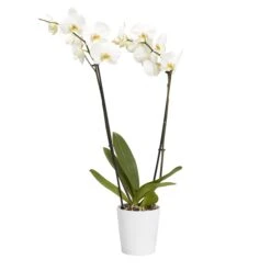 Double Stem Orchid In 12cm Assorted Ceramic Decorative Pot -Deals Good Garden Tool Store double stem orchid in 12cm assorted ceramic decorative pot3663602462934 22c bq