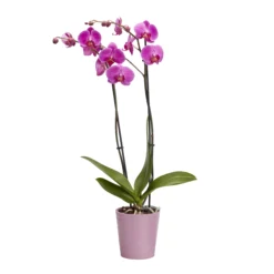 Double Stem Orchid In 12cm Assorted Ceramic Decorative Pot -Deals Good Garden Tool Store double stem orchid in 12cm assorted ceramic decorative pot3663602462934 23c bq