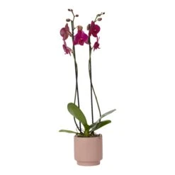 Double Stem Orchid In 12cm Assorted Ceramic Decorative Pot -Deals Good Garden Tool Store double stem orchid in 12cm assorted ceramic decorative pot3663602462934 36c