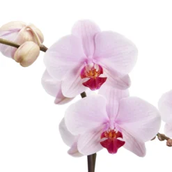 Double Stem Orchid In 12cm Assorted Ceramic Decorative Pot -Deals Good Garden Tool Store double stem orchid in 12cm assorted ceramic decorative pot3663602462934 36c bq