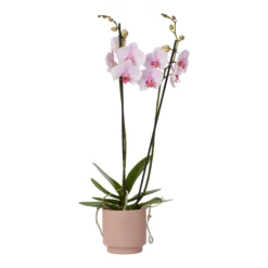 Double Stem Orchid In 12cm Assorted Ceramic Decorative Pot -Deals Good Garden Tool Store double stem orchid in 12cm assorted ceramic decorative pot3663602462934 37c