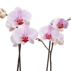 Double Stem Orchid In 12cm Assorted Ceramic Decorative Pot -Deals Good Garden Tool Store double stem orchid in 12cm assorted ceramic decorative pot3663602462934 37c bq