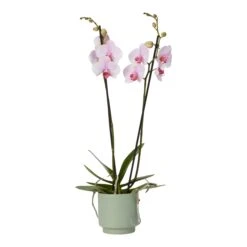 Double Stem Orchid In 12cm Assorted Ceramic Decorative Pot -Deals Good Garden Tool Store double stem orchid in 12cm assorted ceramic decorative pot3663602462934 38c