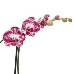 Double Stem Orchid In 12cm Assorted Ceramic Decorative Pot -Deals Good Garden Tool Store double stem orchid in 12cm assorted ceramic decorative pot3663602462934 38c bq
