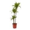 Dracaena Tree In 24cm Terracotta Plastic Grow Pot
