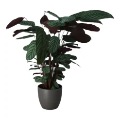 Dragon Tree In 24cm Assorted Ceramic Decorative Pot -Deals Good Garden Tool Store dragon tree in 24cm assorted ceramic decorative pot5059340827858 22c