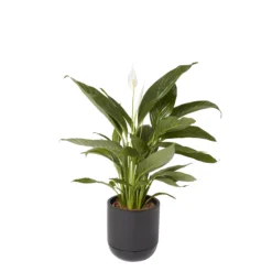 GoodHome Black Terracotta Circular Plant Pot (Dia)20.4cm -Deals Good Garden Tool Store goodhome black terracotta circular plant pot dia 20 4cm3663602441281 21c