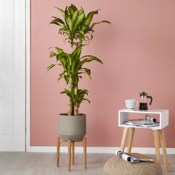 GoodHome Natural Wood Plant Pot (Dia)33.5cm -Deals Good Garden Tool Store goodhome natural wood plant pot dia 33 5cm3663602442370 01i bq