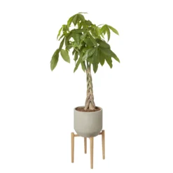 GoodHome Natural Wood Plant Pot (Dia)33.5cm -Deals Good Garden Tool Store goodhome natural wood plant pot dia 33 5cm3663602442370 21c bq