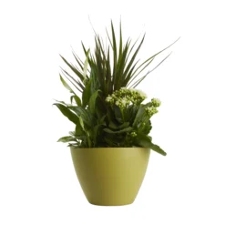 Houseplant Arrangement In 17cm Assorted Ceramic Pot