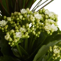 Houseplant Arrangement In 17cm Assorted Ceramic Pot -Deals Good Garden Tool Store houseplant arrangement in 17cm assorted ceramic pot3663602497318 36c bq