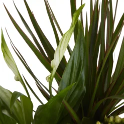 Houseplant Arrangement In 17cm Assorted Ceramic Pot -Deals Good Garden Tool Store houseplant arrangement in 17cm assorted ceramic pot3663602497318 37c bq