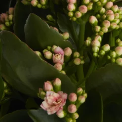 Houseplant Arrangement In 17cm Assorted Ceramic Pot -Deals Good Garden Tool Store houseplant arrangement in 17cm assorted ceramic pot3663602497318 38c bq