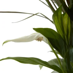 Houseplant Arrangement In 17cm Assorted Ceramic Pot -Deals Good Garden Tool Store houseplant arrangement in 17cm assorted ceramic pot3663602497318 39c bq