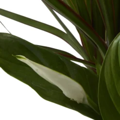 Houseplant Arrangement In 17cm Assorted Ceramic Pot -Deals Good Garden Tool Store houseplant arrangement in 17cm assorted ceramic pot3663602497318 41c bq