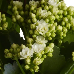 Houseplant Arrangement In 17cm Assorted Ceramic Pot -Deals Good Garden Tool Store houseplant arrangement in 17cm assorted ceramic pot3663602497318 42c bq