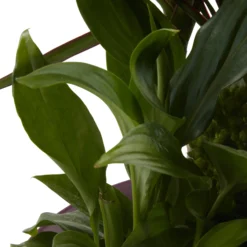 Houseplant Arrangement In 17cm Assorted Ceramic Pot -Deals Good Garden Tool Store houseplant arrangement in 17cm assorted ceramic pot3663602497318 43c bq