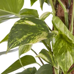 Kentia Palm In 19cm Terracotta Plastic Grow Pot -Deals Good Garden Tool Store kentia palm in 19cm terracotta plastic grow pot3663602462484 36c