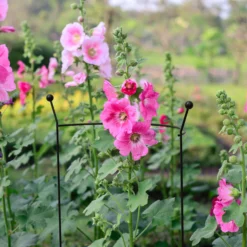 Deals Good Garden Tool Store -Deals Good Garden Tool Store panacea steel curved plant support l 76cm dia 46cm0093432825259 01i bq