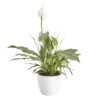 Peace Lily In 14cm White Ceramic Grow Pot