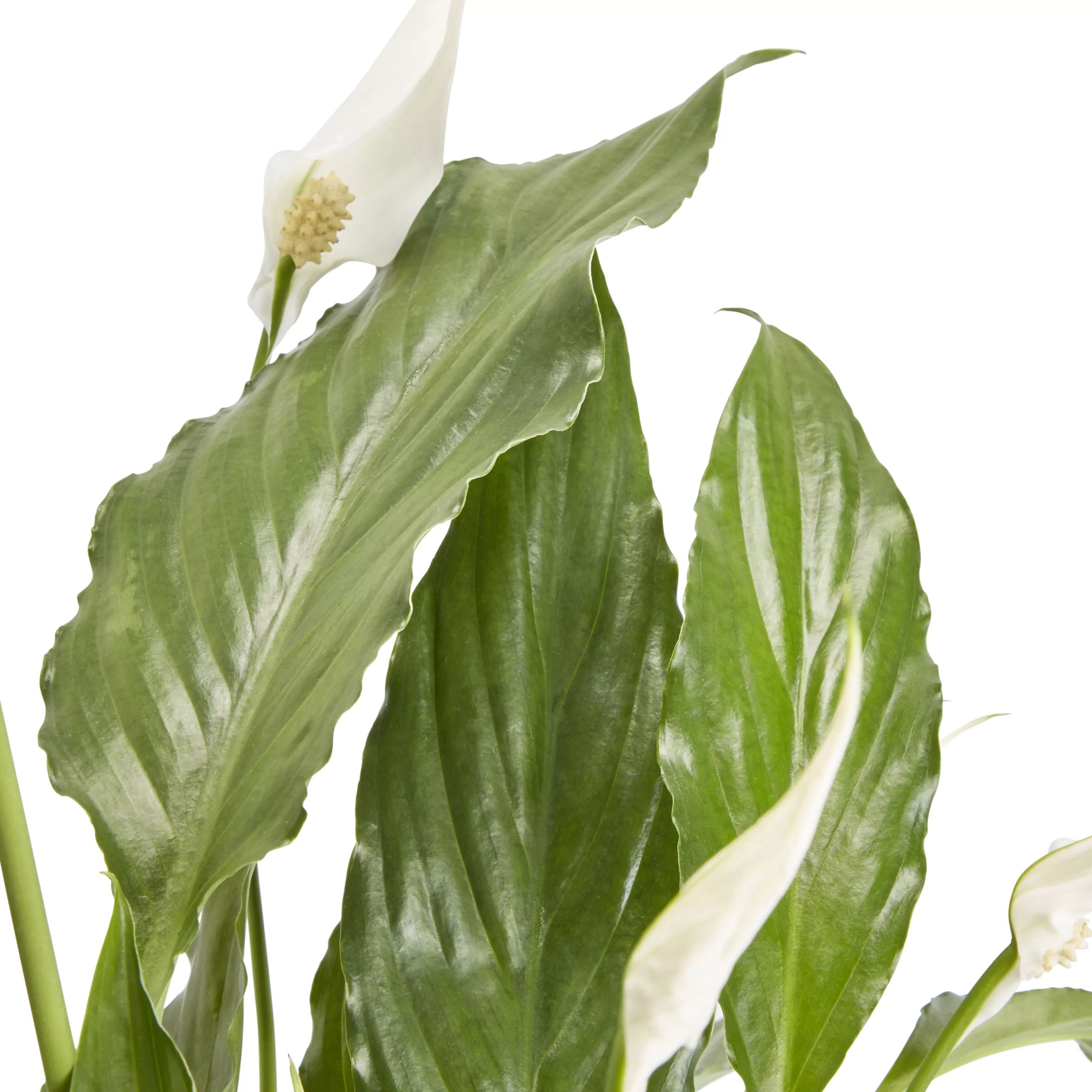 Peace Lily In 14cm White Ceramic Grow Pot 2 Peace Lily In 14cm White Ceramic Grow Pot - Image 2