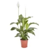 Peace Lily In 21cm Terracotta Plastic Grow Pot