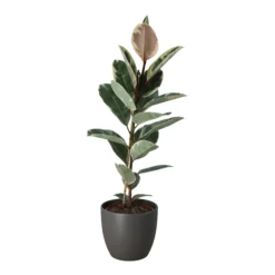 Rubber Plant In 24cm Assorted Ceramic Decorative Pot 5 Rubber Plant In 24cm Assorted Ceramic Decorative Pot -Deals Good Garden Tool Store rubber plant in 24cm assorted ceramic decorative pot5059340827810 22c