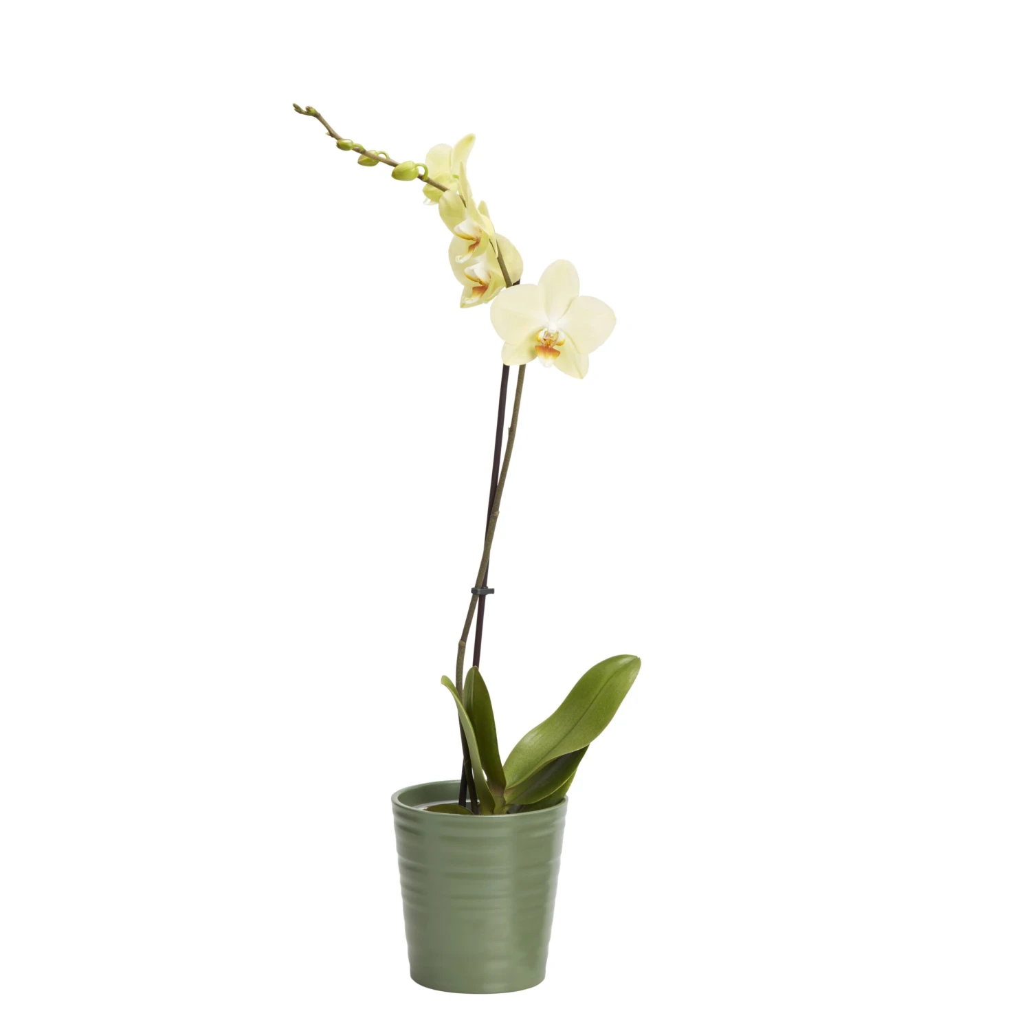 Single Stem Orchid In 12cm Assorted Ceramic Decorative Pot 1 Single Stem Orchid In 12cm Assorted Ceramic Decorative Pot