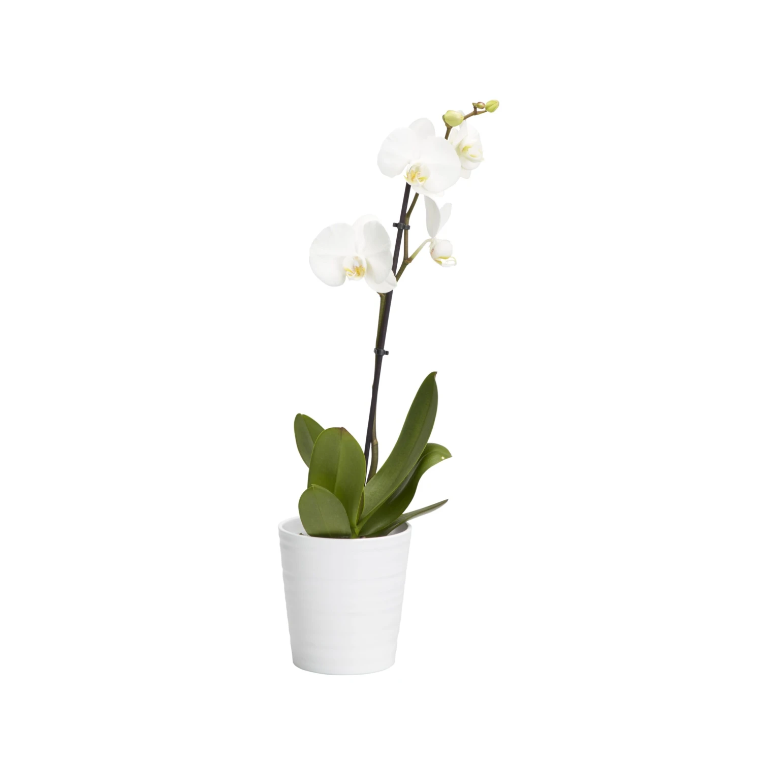 Single Stem Orchid In 12cm Assorted Ceramic Decorative Pot 2 Single Stem Orchid In 12cm Assorted Ceramic Decorative Pot - Image 2