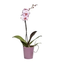 Single Stem Orchid In 12cm Assorted Ceramic Decorative Pot 10 Single Stem Orchid In 12cm Assorted Ceramic Decorative Pot -Deals Good Garden Tool Store single stem orchid in 12cm assorted ceramic decorative pot3663602462941 22c bq