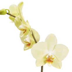 Single Stem Orchid In 12cm Assorted Ceramic Decorative Pot 11 Single Stem Orchid In 12cm Assorted Ceramic Decorative Pot -Deals Good Garden Tool Store single stem orchid in 12cm assorted ceramic decorative pot3663602462941 36c bq