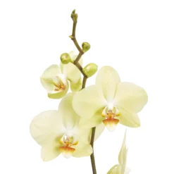 Single Stem Orchid In 12cm Assorted Ceramic Decorative Pot 12 Single Stem Orchid In 12cm Assorted Ceramic Decorative Pot -Deals Good Garden Tool Store single stem orchid in 12cm assorted ceramic decorative pot3663602462941 37c bq