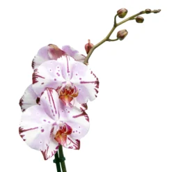 Single Stem Orchid In 12cm Assorted Ceramic Decorative Pot 15 Single Stem Orchid In 12cm Assorted Ceramic Decorative Pot -Deals Good Garden Tool Store single stem orchid in 12cm assorted ceramic decorative pot3663602462941 43c bq