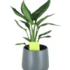 Strelitzia In 13cm Dark Grey Ceramic Decorative Pot