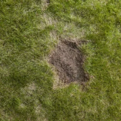 Verve Easy Start Coated Grass Seeds, 1.5kg -Deals Good Garden Tool Store verve easy start coated grass seeds 1 5kg3663602947493 04i