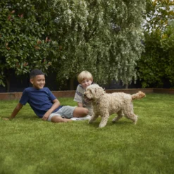 Verve Family & Sports Grass Seeds, 10kg -Deals Good Garden Tool Store verve family sports grass seeds 10kg3663602947516 05i