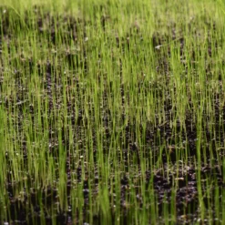 Verve Family & Sports Grass Seeds, 5kg 21 Verve Family & Sports Grass Seeds, 5kg -Deals Good Garden Tool Store verve family sports grass seeds 5kg3663602947516 10i