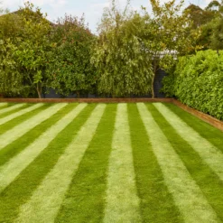 Verve Fine English Grass Seeds, 1.25kg -Deals Good Garden Tool Store verve fine english grass seeds 1 25kg3663602947592 02i