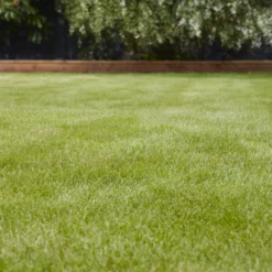 Verve Universal Grass Seeds, 1.5kg -Deals Good Garden Tool Store verve universal grass seeds 1 5kg3663602947455 01i