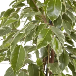 Weeping Fig In 21cm Black Plastic Grow Pot -Deals Good Garden Tool Store weeping fig in 21cm black plastic grow pot3663602462606 37c bq